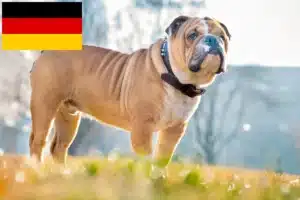Read more about the article Almanya’da İngiliz Bulldog yetiştiricileri ve yavruları