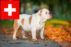 Read more about the article İsviçre’de İngiliz Bulldog yetiştiricileri ve köpek yavruları
