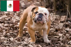Read more about the article Meksika’da İngiliz Bulldog yetiştiricileri ve köpek yavruları