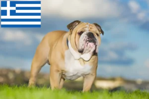 Read more about the article Yunanistan’da İngiliz Bulldog yetiştiricileri ve köpek yavruları