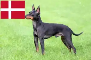 Read more about the article Danimarka’da İngiliz Oyuncak Terrier yetiştiricileri ve köpek yavruları