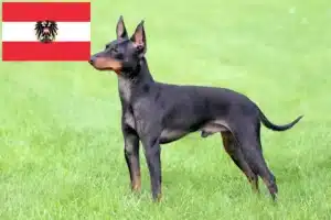 Read more about the article Avusturya’da İngiliz Oyuncak Terrier yetiştiricileri ve köpek yavruları