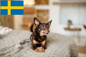 Read more about the article İsveç’te İngiliz Oyuncak Terrier yetiştiricileri ve köpek yavruları