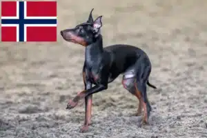 Read more about the article Norveç’te İngiliz Oyuncak Terrier yetiştiricileri ve köpek yavruları
