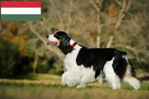 Read more about the article Macaristan’da İngiliz Springer Spaniel yetiştiricileri ve köpek yavruları
