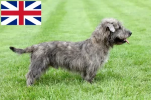Read more about the article Büyük Britanya’daki Irish Glen of Imaal Terrier Yetiştiricileri ve Yavruları