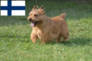 Read more about the article Finlandiya’da Irish Glen of Imaal Terrier yetiştiricileri ve köpek yavruları