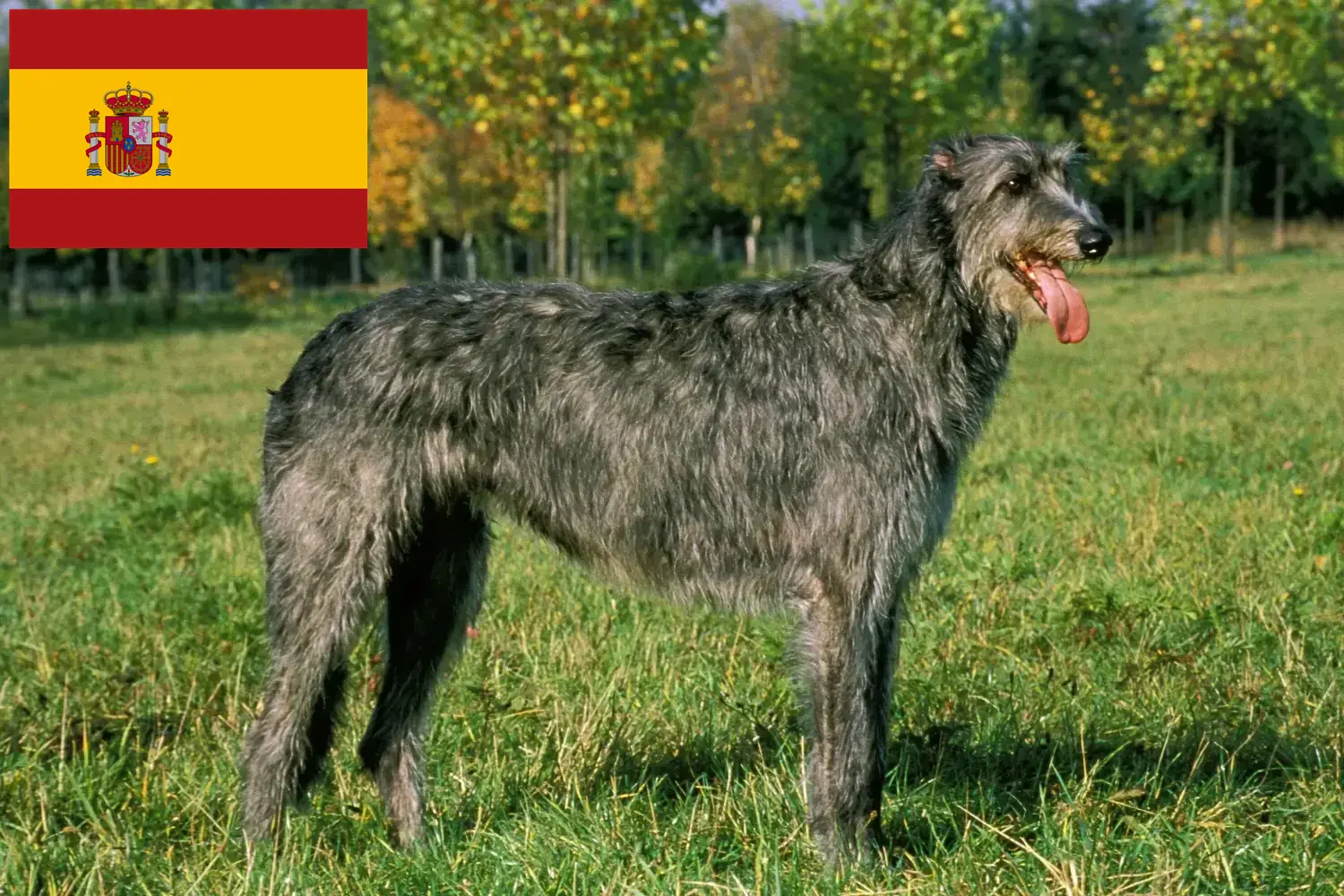 İrlanda Kurt Köpeği yavruları ve yetiştiricileri İspanya İspanya'daki İrlanda Kurt Köpeği yetiştiricilerini burada bulabilirsiniz.