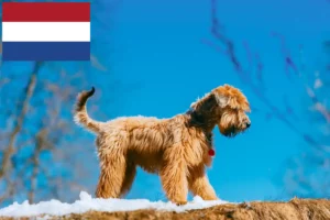 Read more about the article Hollanda’da İrlanda Yumuşak Kaplı Wheaten Terrier yetiştiricileri ve yavru köpekler