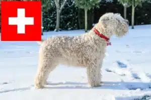 Read more about the article İsviçre’de İrlanda Yumuşak Kaplı Wheaten Terrier yetiştiricileri ve köpek yavruları