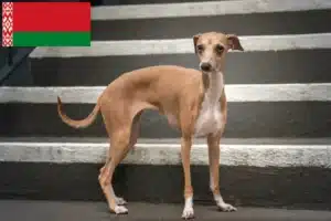 Read more about the article Belarus’ta İtalyan rüzgar çanı yetiştiricileri ve yavruları