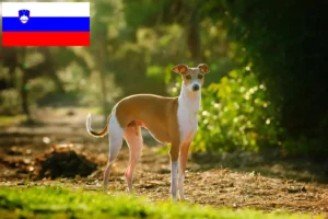 Read more about the article Slovenya’da İtalyan rüzgar çanı yetiştiricileri ve yavruları