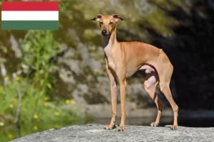 Read more about the article Macaristan’da İtalyan rüzgar çanı yetiştiricileri ve yavruları