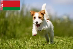 Read more about the article Beyaz Rusya’da Jack Russell yetiştiricileri ve köpek yavruları
