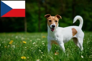 Read more about the article Çek Cumhuriyeti’ndeki Jack Russell yetiştiricileri ve yavru köpekler