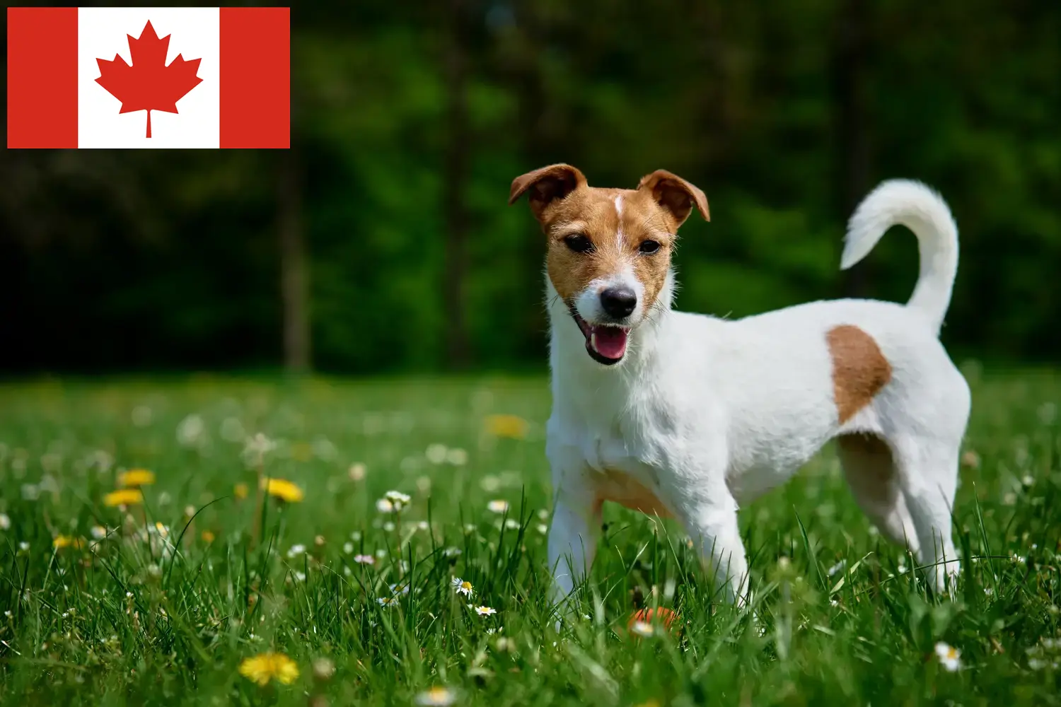 Jack Russell yavruları ve yetiştiricileri Kanada Kanada'daki Jack Russell yetiştiricilerini burada bulabilirsiniz.