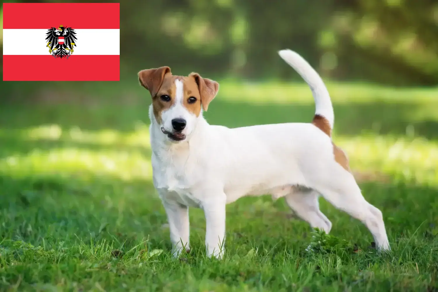 Jack Russell yavruları ve yetiştiricileri Avusturya Burada Avusturya'daki Jack Russell yetiştiricilerini bulabilirsiniz.