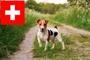 Read more about the article İsviçre’de Jack Russell yetiştiricileri ve köpek yavruları
