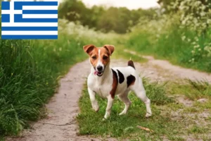 Read more about the article Yunanistan’da Jack Russell yetiştiricileri ve köpek yavruları