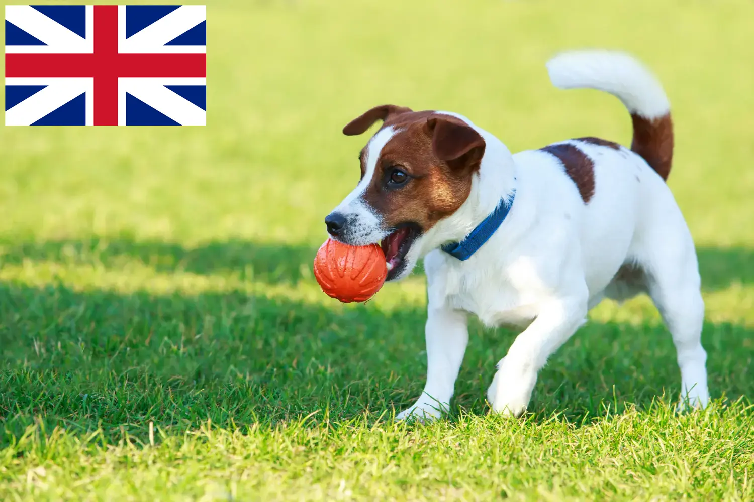 Jack Russell yavruları ve yetiştiricileri Büyük Britanya İngiltere'deki Jack Russell yetiştiricilerini burada bulabilirsiniz.