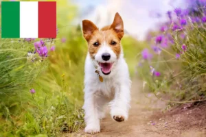Read more about the article İtalya’da Jack Russell yetiştiricileri ve köpek yavruları