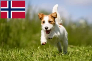 Read more about the article Norveç’teki Jack Russell yetiştiricileri ve köpek yavruları
