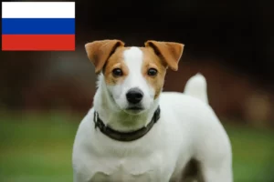 Read more about the article Rusya’da Jack Russell yetiştiricileri ve köpek yavruları