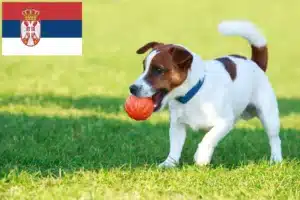 Read more about the article Sırbistan’da Jack Russell yetiştiricileri ve köpek yavruları