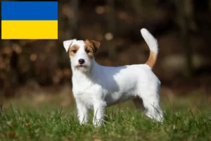 Read more about the article Ukrayna’da Jack Russell yetiştiricileri ve köpek yavruları