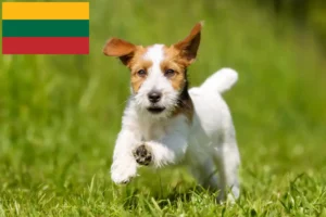 Read more about the article Litvanya’da Jack Russell yetiştiricileri ve köpek yavruları