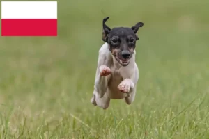 Read more about the article Polonya’da Japon Teriyeri yetiştiricileri ve köpek yavruları