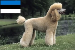 Read more about the article Estonya’daki Kaniş yetiştiricileri ve köpek yavruları