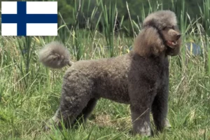 Read more about the article Finlandiya’daki Kaniş yetiştiricileri ve köpek yavruları