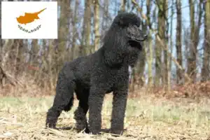 Read more about the article Kıbrıs’ta kaniş yetiştiricileri ve köpek yavruları