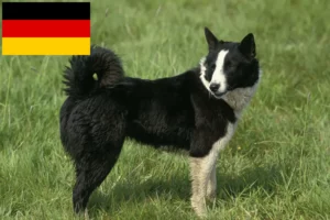 Read more about the article Almanya’da Karelian Ayı Köpeği yetiştiricileri ve yavruları