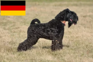 Read more about the article Almanya’da Kerry Blue Terrier yetiştiricileri ve yavru köpekler