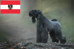 Read more about the article Avusturya’da Kerry Blue Terrier yetiştiricileri ve köpek yavruları