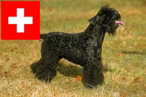 Read more about the article İsviçre’de Kerry Blue Terrier yetiştiricileri ve köpek yavruları