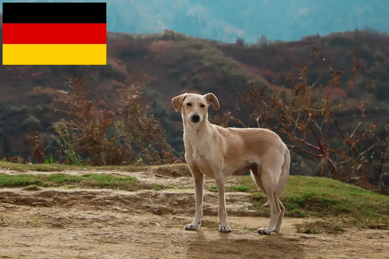 Read more about the article Almanya’daki Kritikos Lagonikos yetiştiricileri ve yavru köpekler