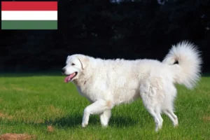 Read more about the article Macaristan’da Kuvasz yetiştiricileri ve köpek yavruları