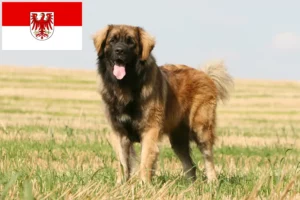 Read more about the article Brandenburg’da Leonberger yetiştiricileri ve köpek yavruları