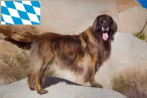 Read more about the article Bavyera’da Leonberger yetiştiricileri ve yavru köpekler