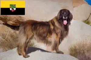 Read more about the article Saxony-Anhalt’da Leonberger yetiştiricileri ve köpek yavruları