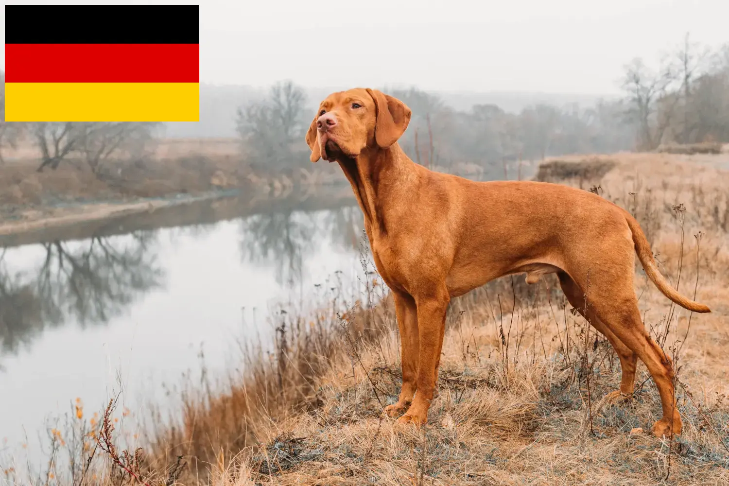 Magyar Vizsla yavruları ve yetiştiricileri Almanya Burada Almanya'daki Magyar Vizslas yetiştiricilerini bulabilirsiniz.