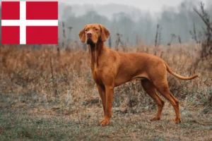 Read more about the article Danimarka’da Magyar Vizsla yetiştiricileri ve yavru köpekler