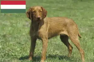 Read more about the article Macaristan’da Magyar Vizsla yetiştiricileri ve köpek yavruları