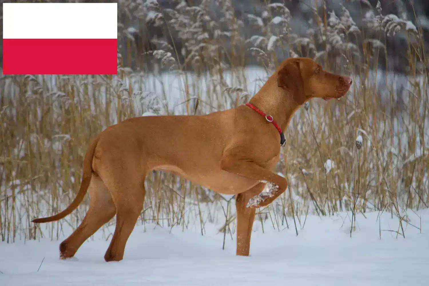 Magyar Vizsla yavruları ve yetiştiricileri Polonya Burada Polonya'daki Magyar Vizslas yetiştiricilerini bulabilirsiniz.