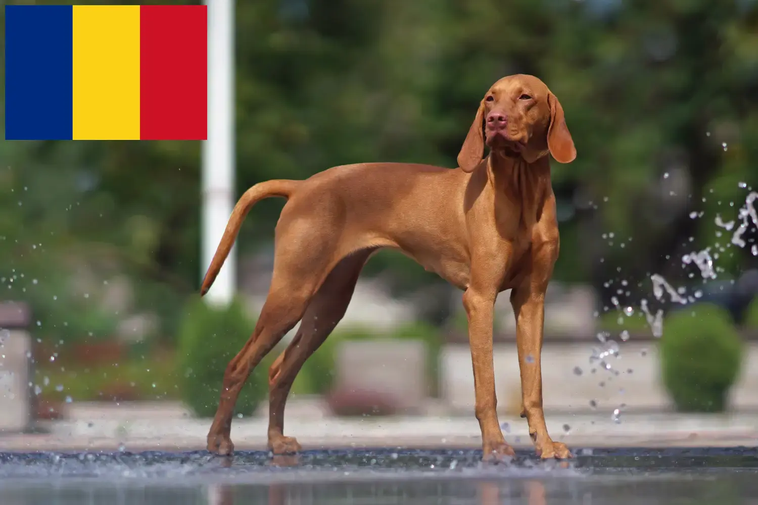 Read more about the article Romanya’da Magyar Vizsla yetiştiricileri ve köpek yavruları