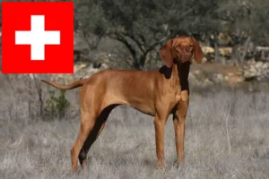 Read more about the article İsviçre’deki Magyar Vizsla yetiştiricileri ve yavru köpekler