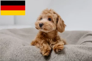 Read more about the article Almanya’da Maltipoo yetiştiricileri ve yavru köpekler
